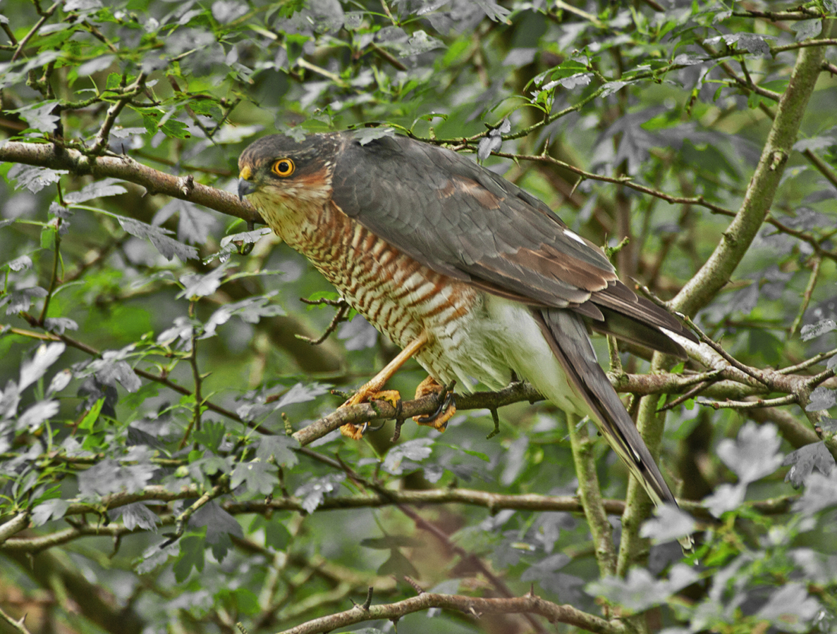 Sparrow Hawk hiding in thornbush - Peter Bagnall